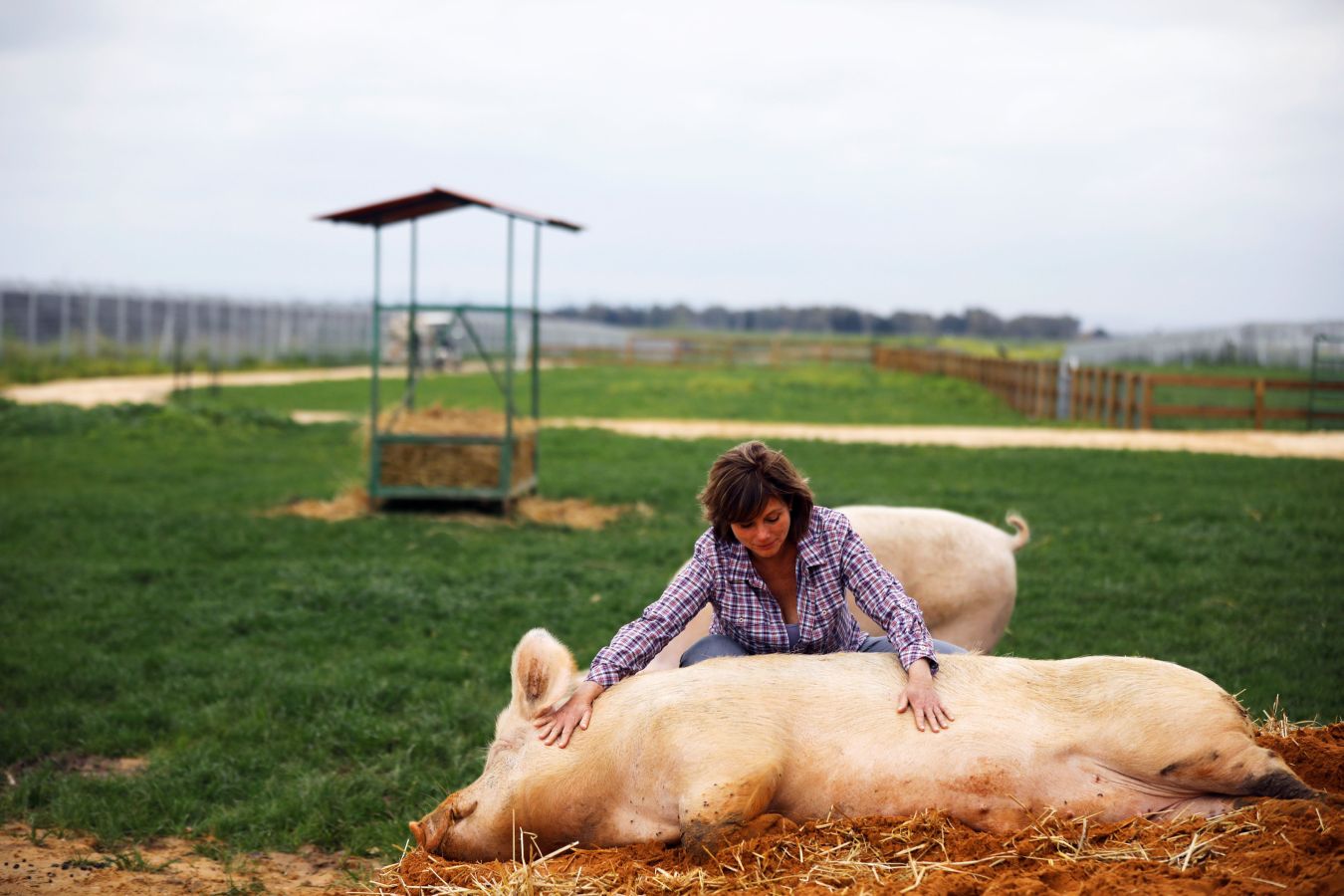 El cerdo 'Omri', la vaca 'Nir', la oveja 'Gary' u 'Omer', una cabra ciega, han encontrado una nueva oportunidad en el refugio Freedom Farm de Israel, que acoge a animales con alguna discapacidad