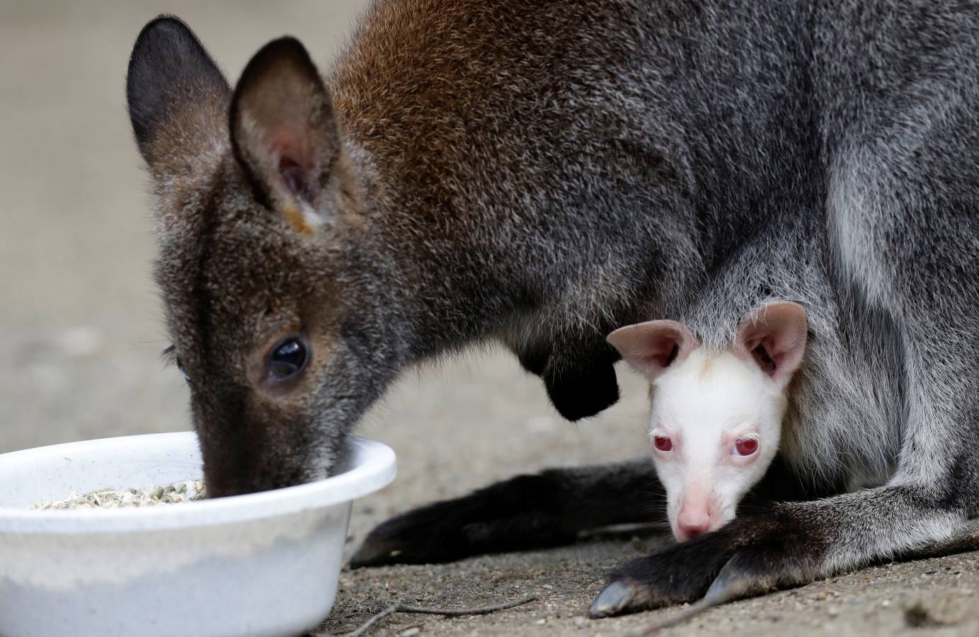 Un Joey Wallaby marsupial albino australiano ha nacido en el zoo de Decin (República Checa).