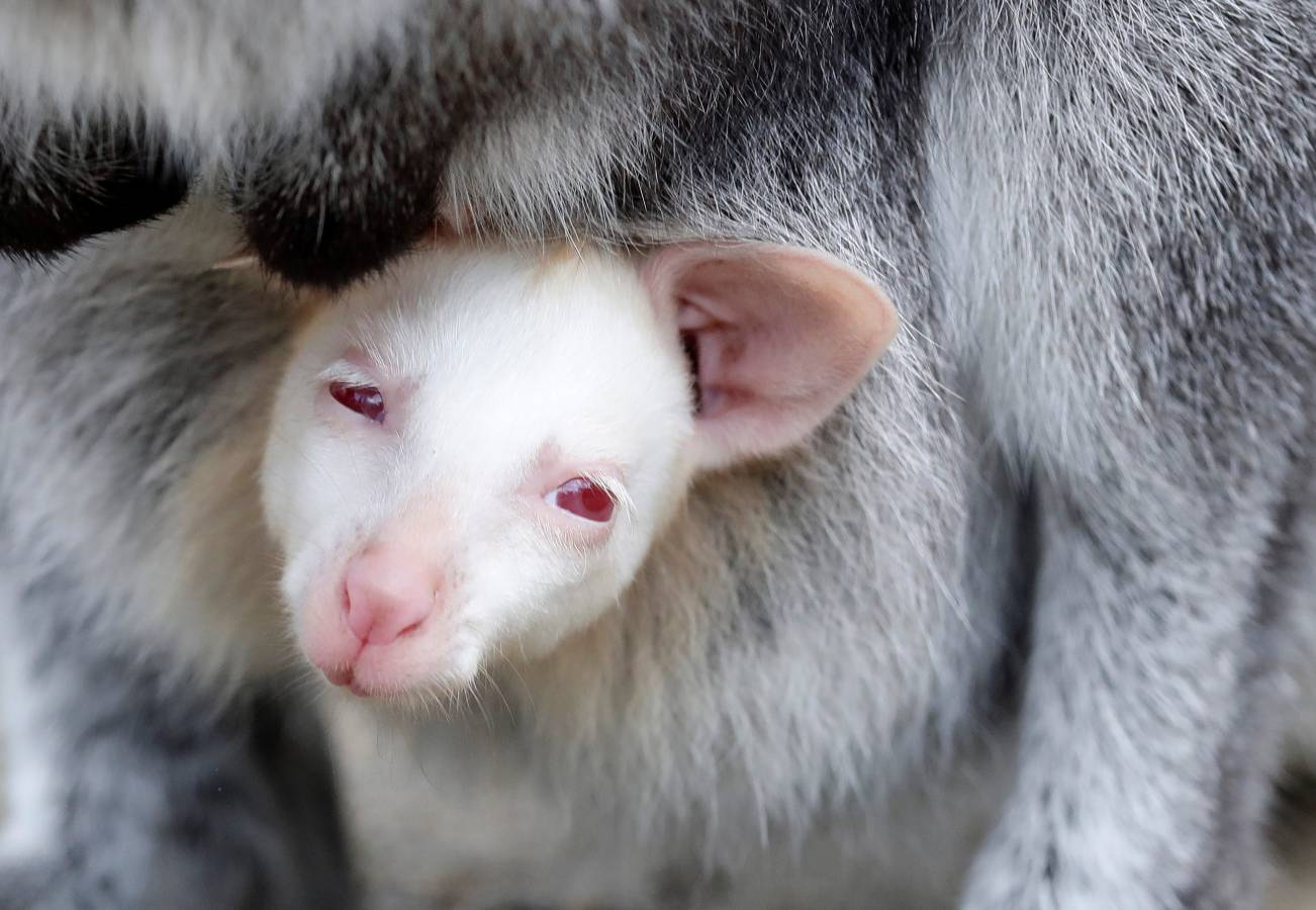Un Joey Wallaby marsupial albino australiano ha nacido en el zoo de Decin (República Checa).