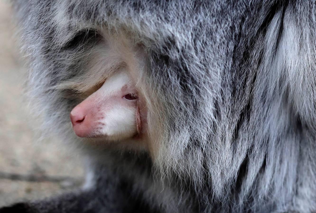 Un Joey Wallaby marsupial albino australiano ha nacido en el zoo de Decin (República Checa).
