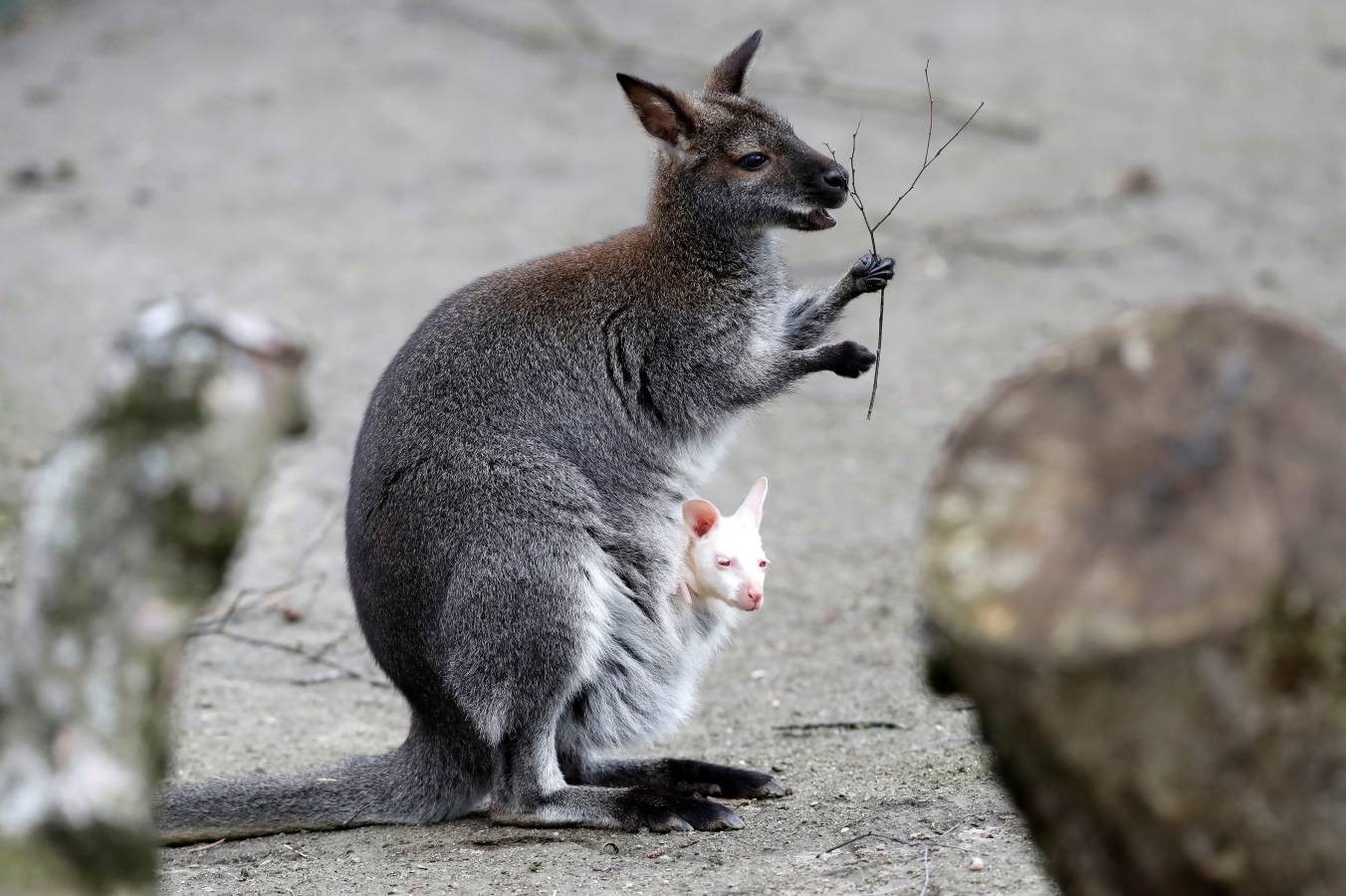 Un Joey Wallaby marsupial albino australiano ha nacido en el zoo de Decin (República Checa).
