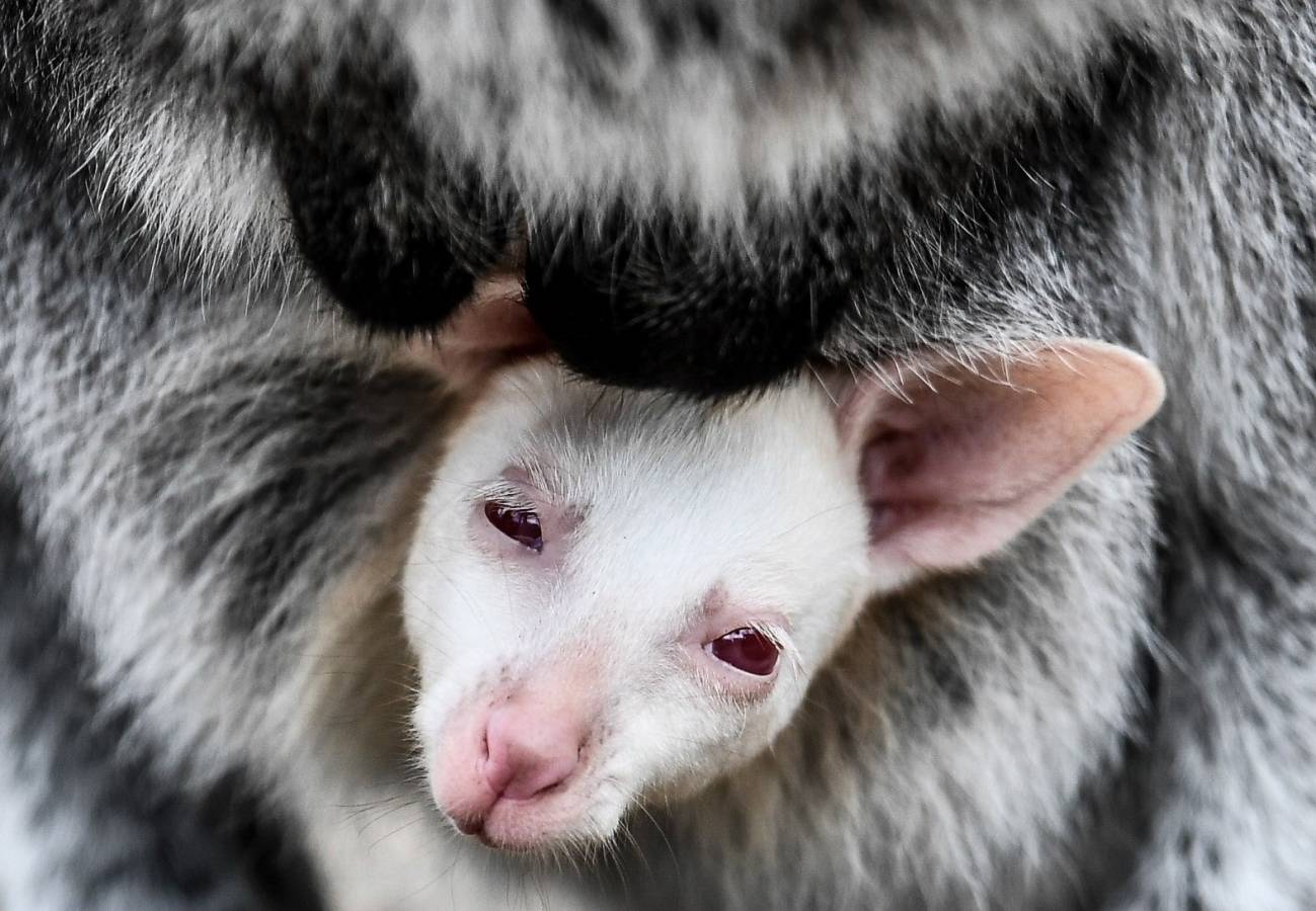 Un Joey Wallaby marsupial albino australiano ha nacido en el zoo de Decin (República Checa).