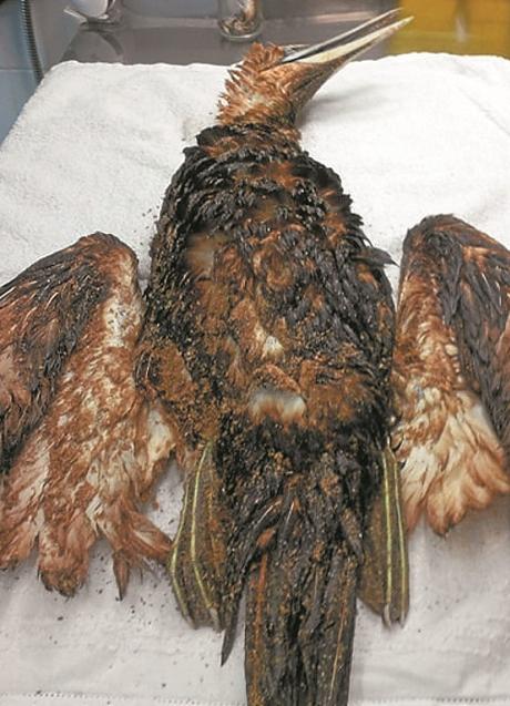 Imagen - El alcatraz tenía el cuerpo impregnado de fuel. HEGALADIA