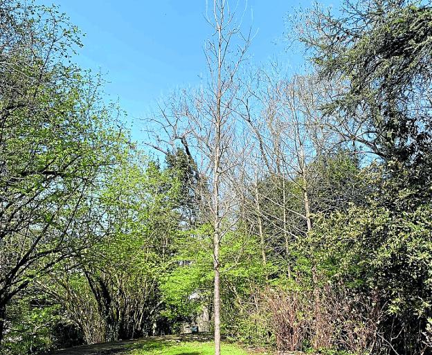 Retoño del Árbol de Gernika plantado en el parque de Murgia.