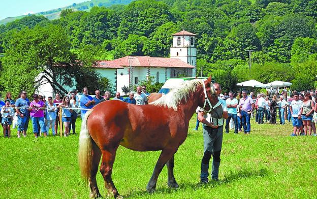 Caballos raza Burguete en una Feria celebrada en Amaiur. 