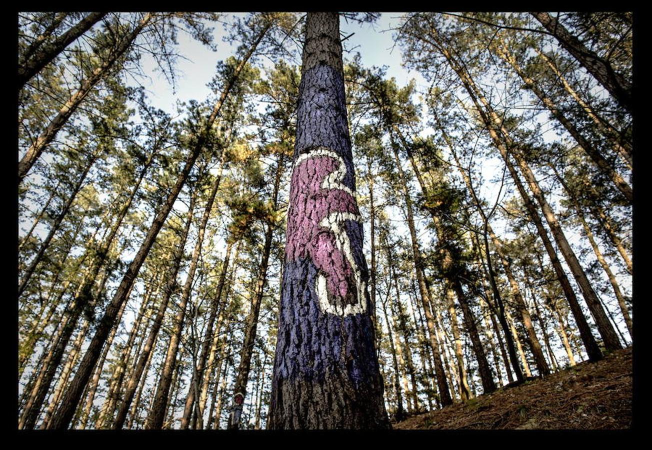 Fotos: El bosque de Oma