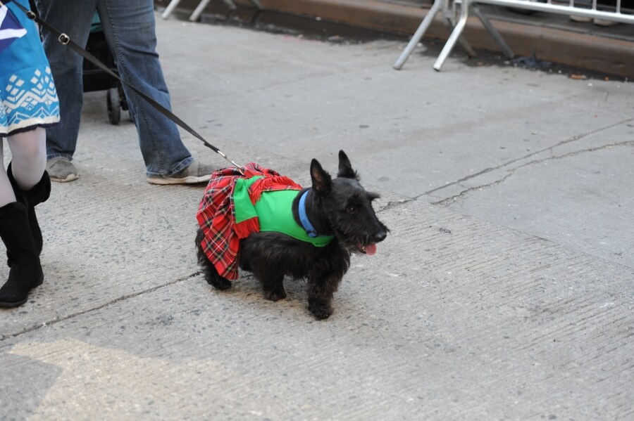 Las calles de Nueva York se han llenado de escoceses y descendientes de las tierras altas para celebrar el día del Orgullo escocés. Así, cientos de personas vestidas con el tradicional estampado de tartán y banderas de colores han desfilado por Manhattan, en la XXI edición del festival.