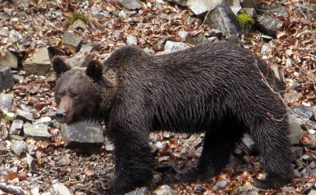 Ejemplar de oso pardo cantábrico.