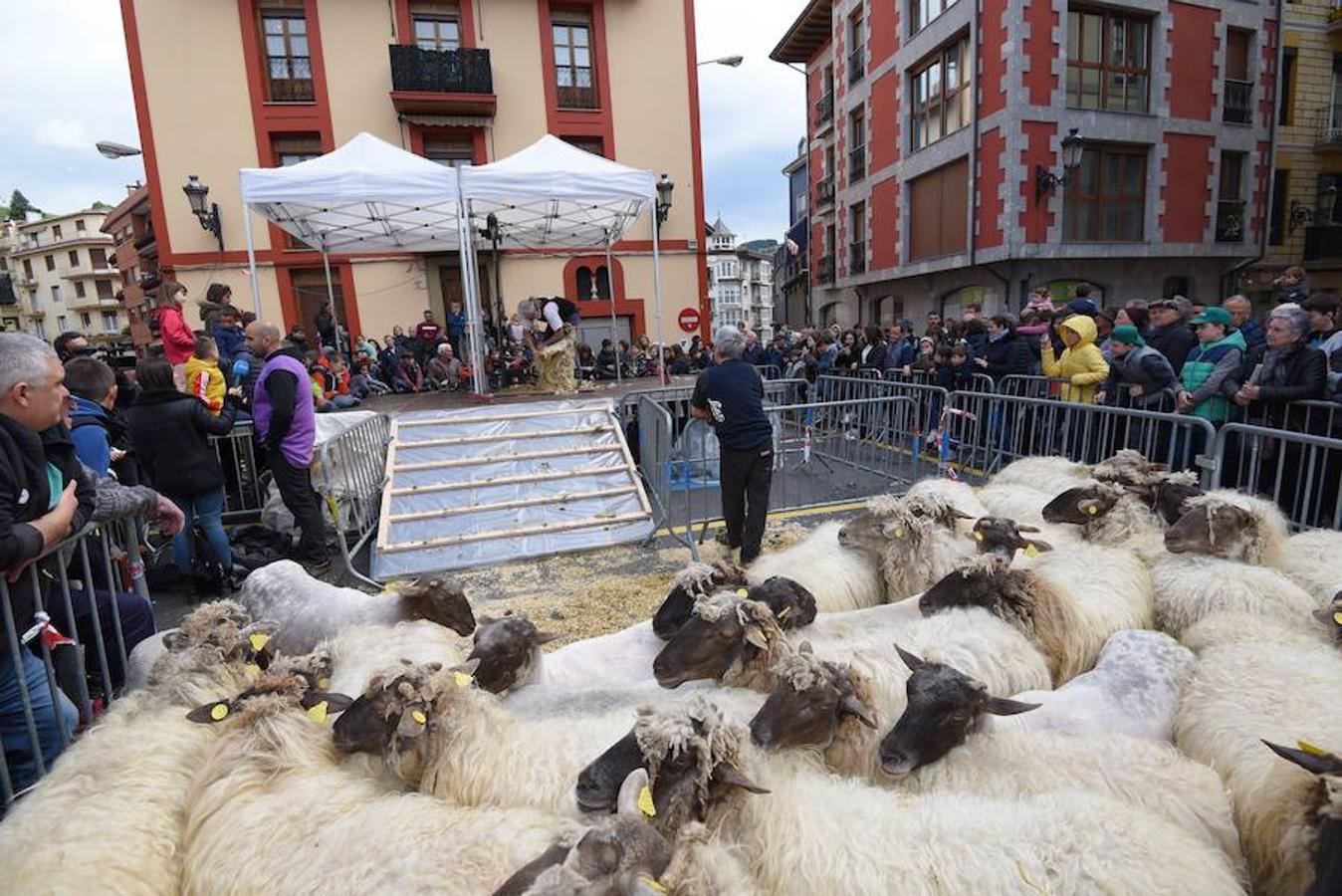 Más de 2.000 ovejas cruza este miércoles por la mañana el casco histórico de Ordizia. Serán protagonistas, como cada miércoles de Pascua, del Artzain Eguna o Día del Pastor en la localidad goierriarra.