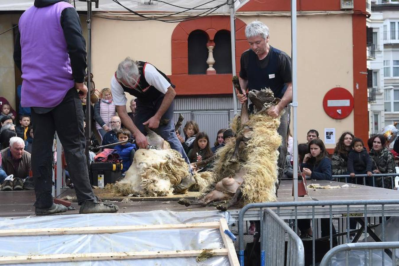 Más de 2.000 ovejas cruza este miércoles por la mañana el casco histórico de Ordizia. Serán protagonistas, como cada miércoles de Pascua, del Artzain Eguna o Día del Pastor en la localidad goierriarra.