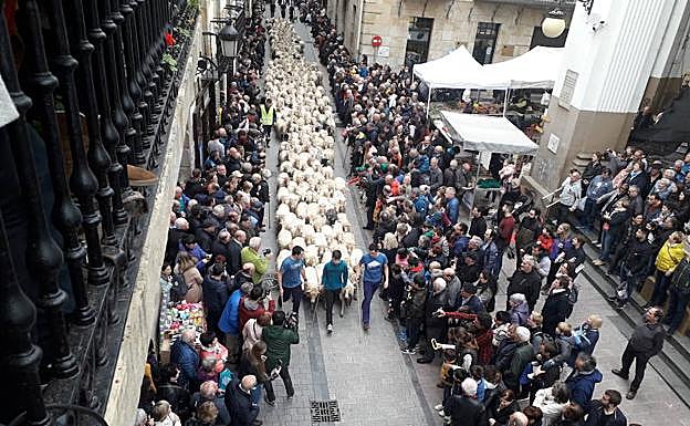 El paso del rebaño de Ovejas por el centro de Ordizia.