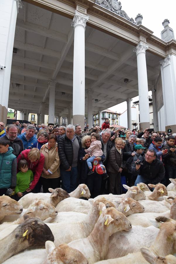 Más de 2.000 ovejas cruza este miércoles por la mañana el casco histórico de Ordizia. Serán protagonistas, como cada miércoles de Pascua, del Artzain Eguna o Día del Pastor en la localidad goierriarra.
