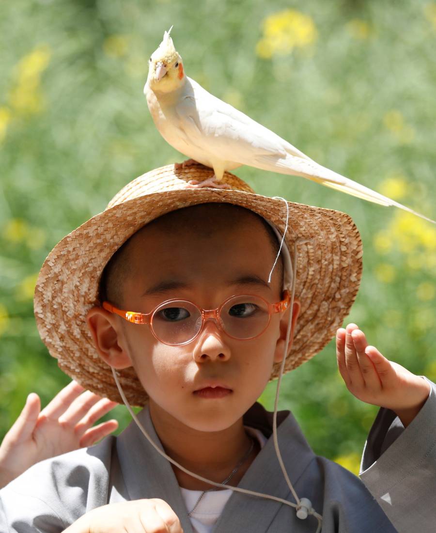 Monjes novicios surcoreanos disfrutan de su visita a Everland, el parque de diversiones más grande de Corea del Sur. Los niños están experimentando la vida monástica en las tres semanas previas al próximo cumpleaños de Buda el 12 de mayo.