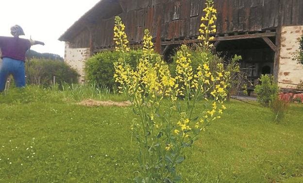 Baratzea. Patata, artoa eta garia izango ditugu maiatzeko produktu bikainak. 