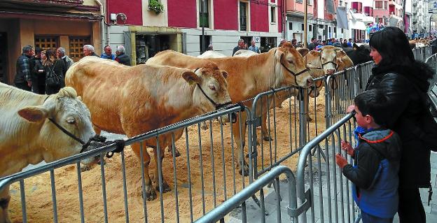 Escaparate de ganado local en Kale Nagusia, donde los animales, relucientes para la ocasión, acapararon todas las miradas, especialmente las de los más pequeños. 