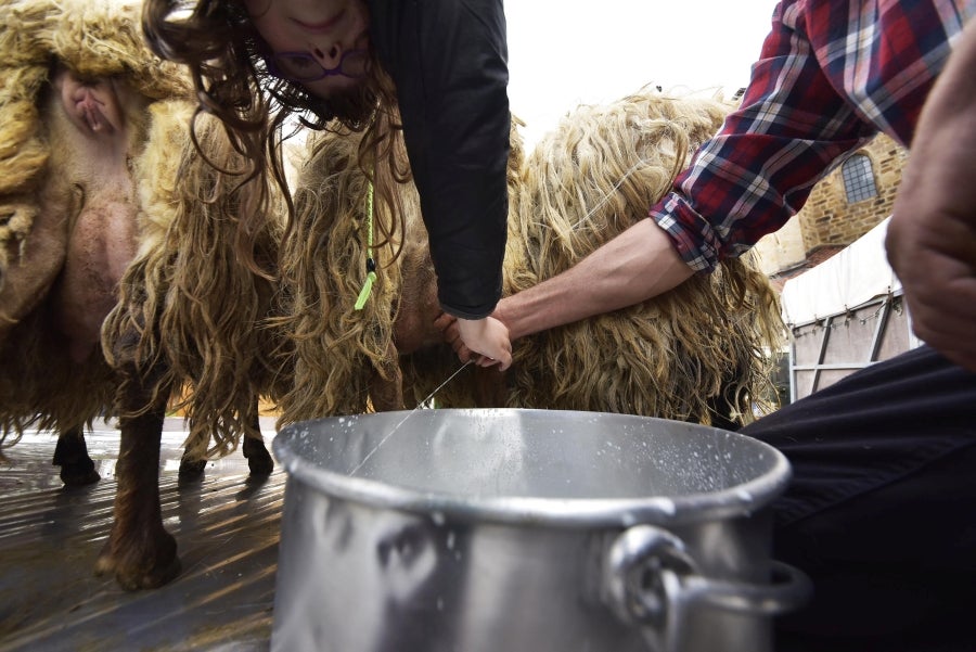 Comienza la feria del queso vasco de Idiazabal. Un total de 29 fabricantes de queso de Euskadi, Iparralde y Navarra han acercado sus quesos a la plaza mayor de Idiazabal, escenario de gran parte de los actos organizados con motivo de esta feria. 