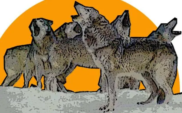 Los lobos son más prosociales que los perros de jauría | El Diario Vasco