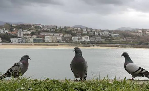 ¿Por qué no hay que dar de comer a las palomas?