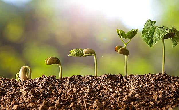 El reto de los agricultores ante las semillas ecológicas, a debate en Vitoria
