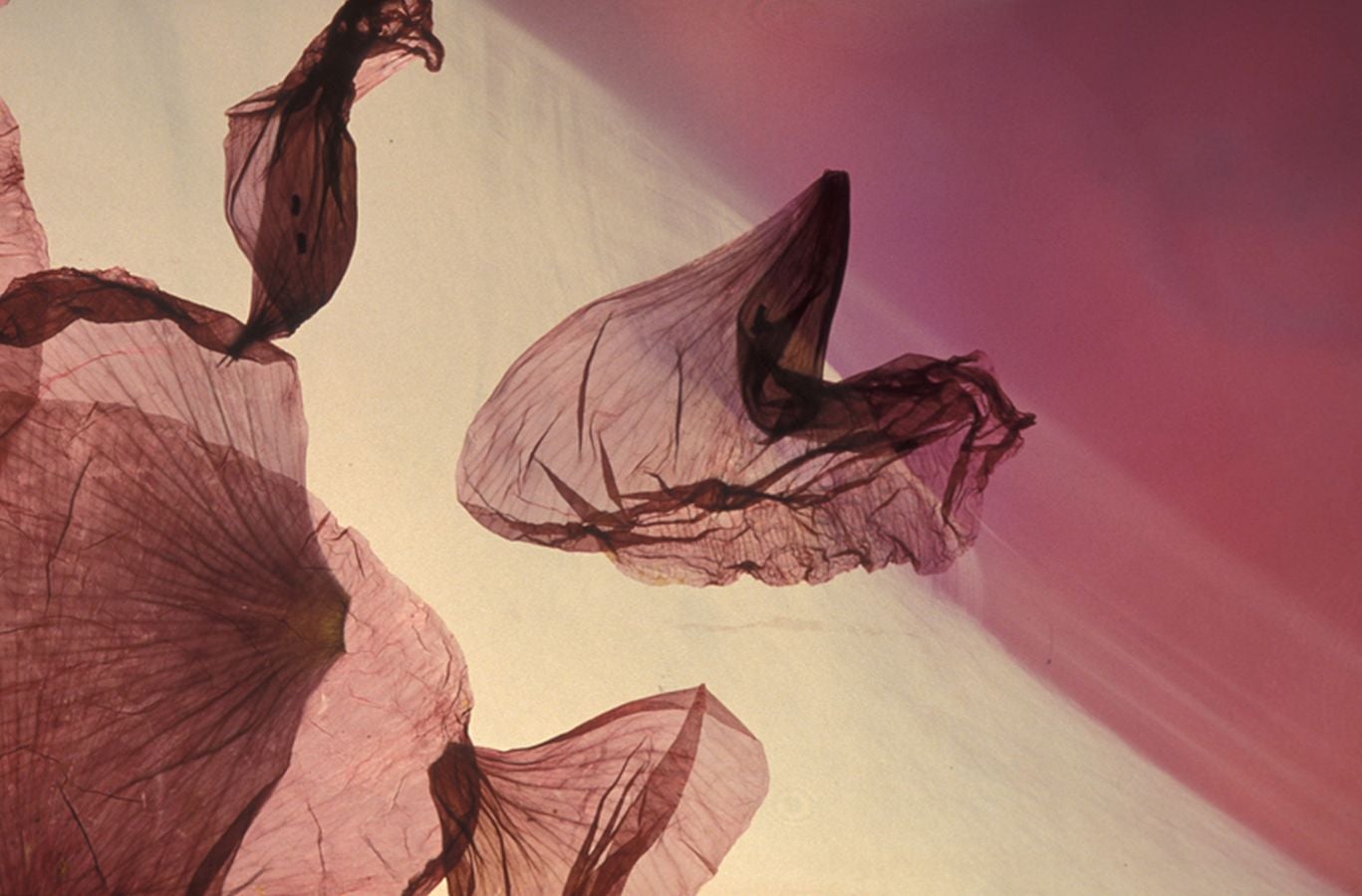 La familia ha donado al Museo San Telmo la colección formada por los archivos de Sigfrido Koch Bengoetxea y Sigfrido Koch Arruti.