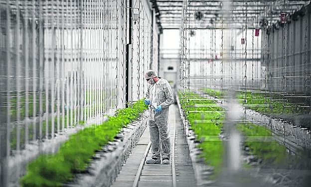 Un operario supervisa las plantas que crecen en los invernaderos de la empresa Tilray en Portugal.