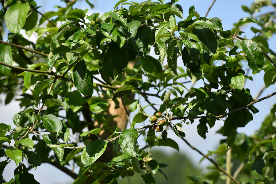 Sagardotegis y txakolindegis del territorio participan junto al Departamento de Ornitología de Aranzadi en un proyecto piloto para controlar las plagas de forma biológica 