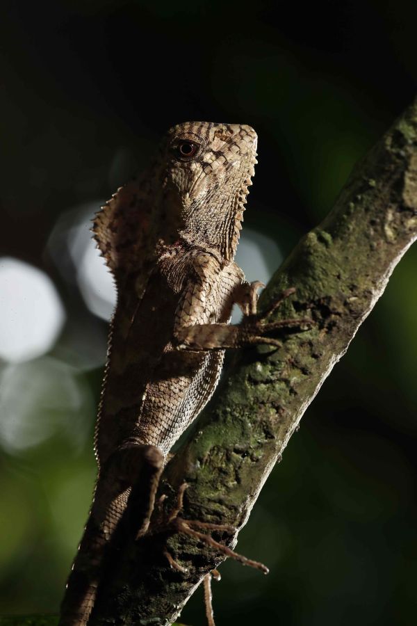 Costa Rica celebró el Día Mundial del Medio Ambiente con la creación del Parque Nacional Miravalles-Jorge Manuel Dengo, el número 29 del país, así como con el lanzamiento de una página para mostrar información sobre su rica biodiversidad. 