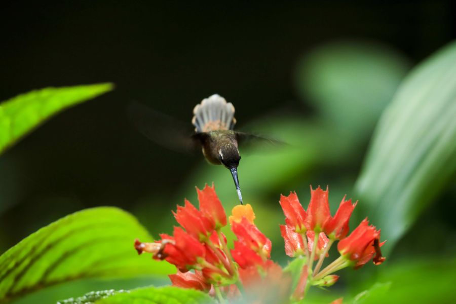 Costa Rica celebró el Día Mundial del Medio Ambiente con la creación del Parque Nacional Miravalles-Jorge Manuel Dengo, el número 29 del país, así como con el lanzamiento de una página para mostrar información sobre su rica biodiversidad. 