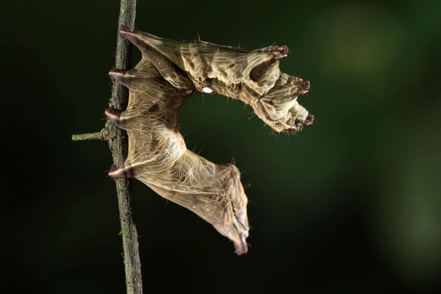 Costa Rica celebró el Día Mundial del Medio Ambiente con la creación del Parque Nacional Miravalles-Jorge Manuel Dengo, el número 29 del país, así como con el lanzamiento de una página para mostrar información sobre su rica biodiversidad. 