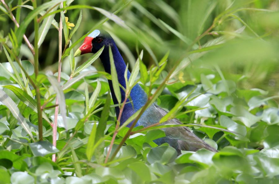 Costa Rica celebró el Día Mundial del Medio Ambiente con la creación del Parque Nacional Miravalles-Jorge Manuel Dengo, el número 29 del país, así como con el lanzamiento de una página para mostrar información sobre su rica biodiversidad. 