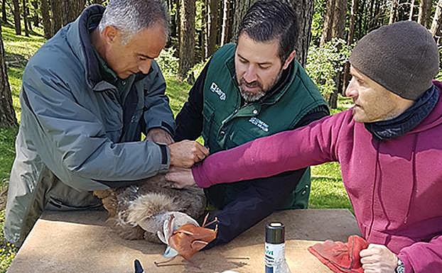 Buitres leonados con mochila GPS