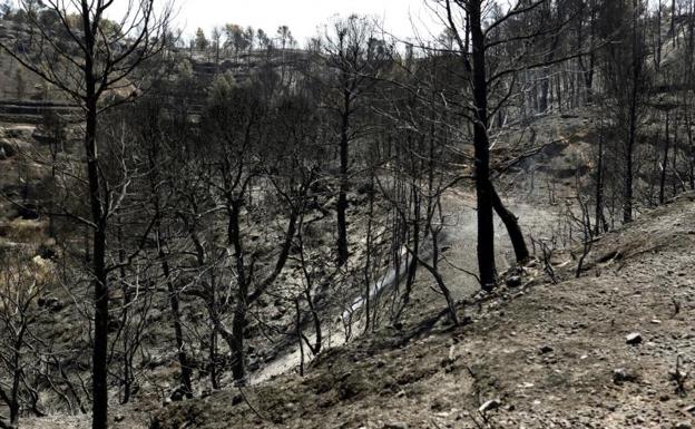 Los bomberos frenan el avance de los fuegos de Madrid y Ávila