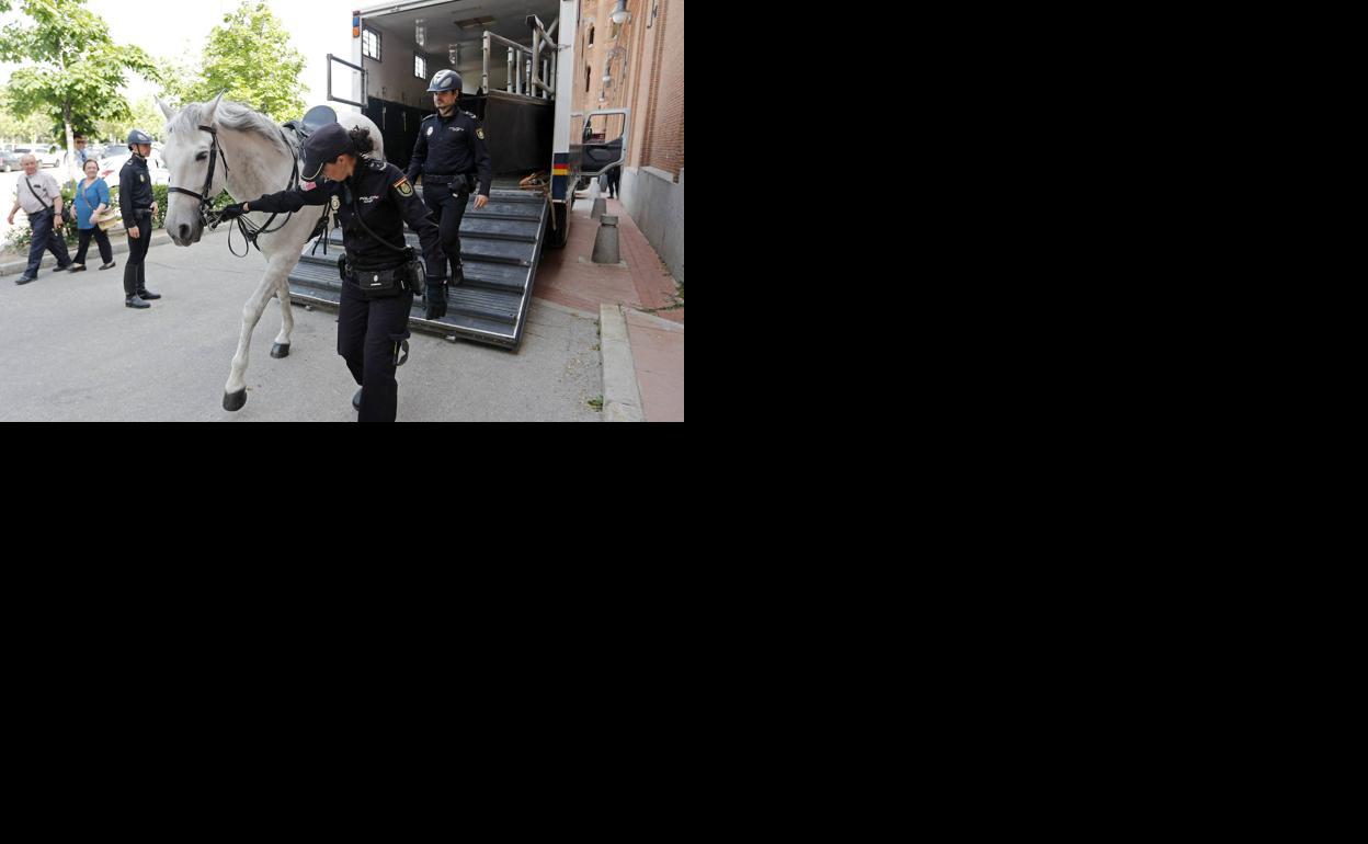 Una docena de efectivos de la unidad de caballería de la Policía Nacional, patrullarán por zonas ajardinadas del recinto festivo. / 