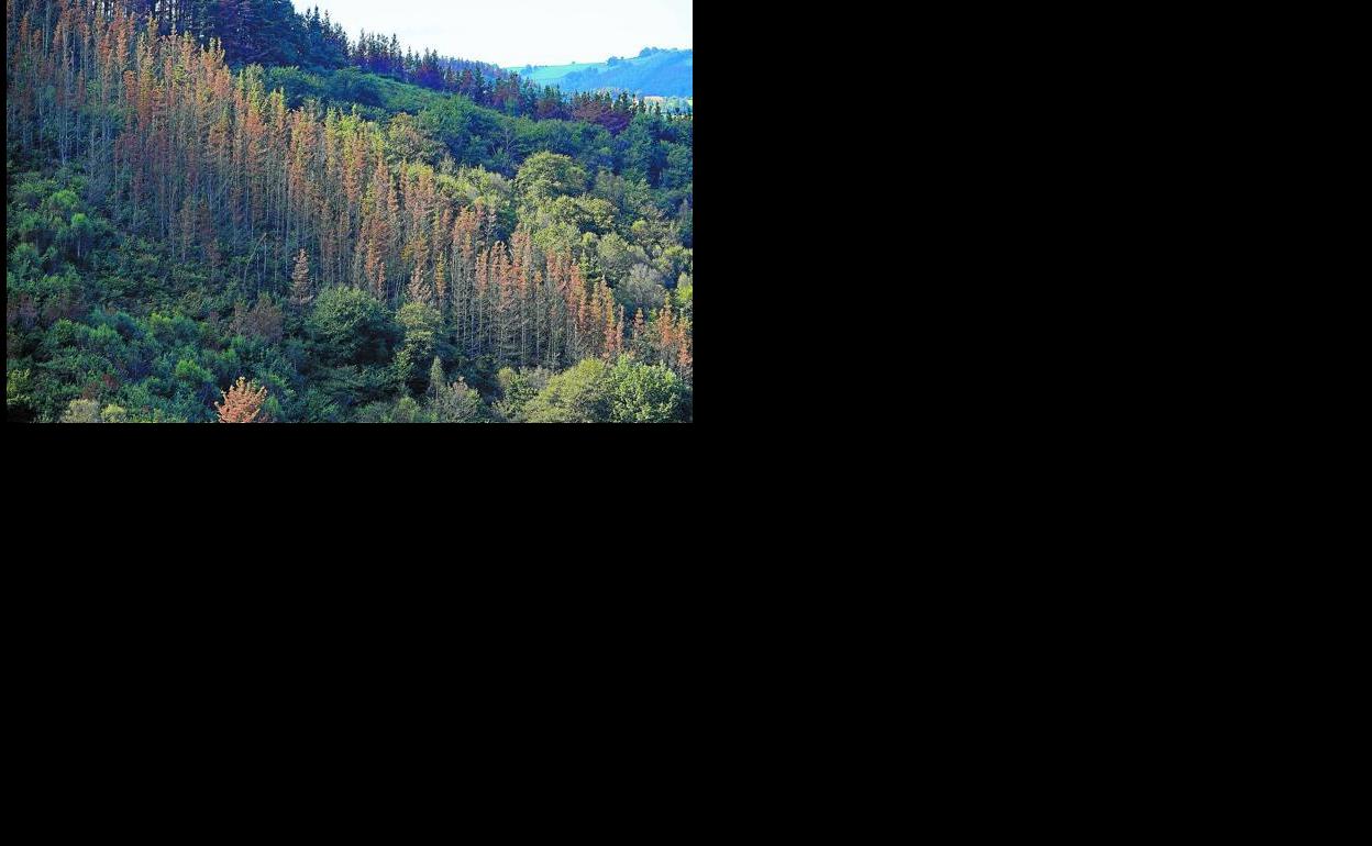 Tapia avanza que el tratamiento aéreo experimental para la 'banda marrón' arrancará en breve