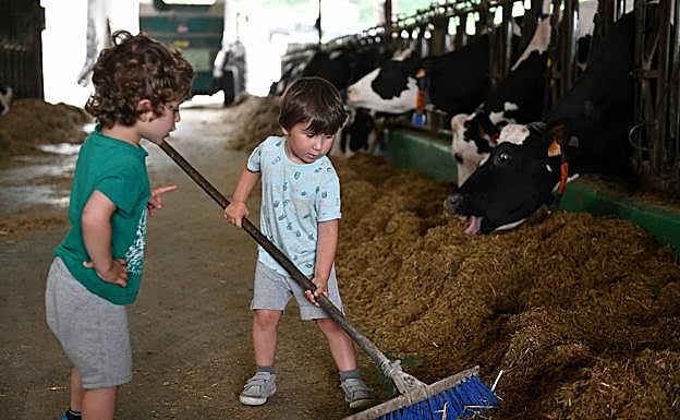 Lizar y Ur trabajaron duro con la gran escoba para amontonar el alimento de las vacas.