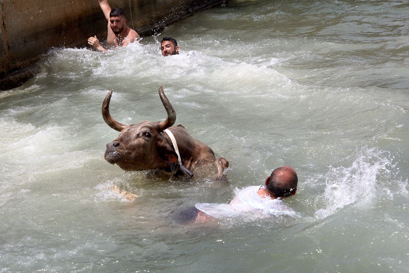 Fotos: ¡Toro al agua!