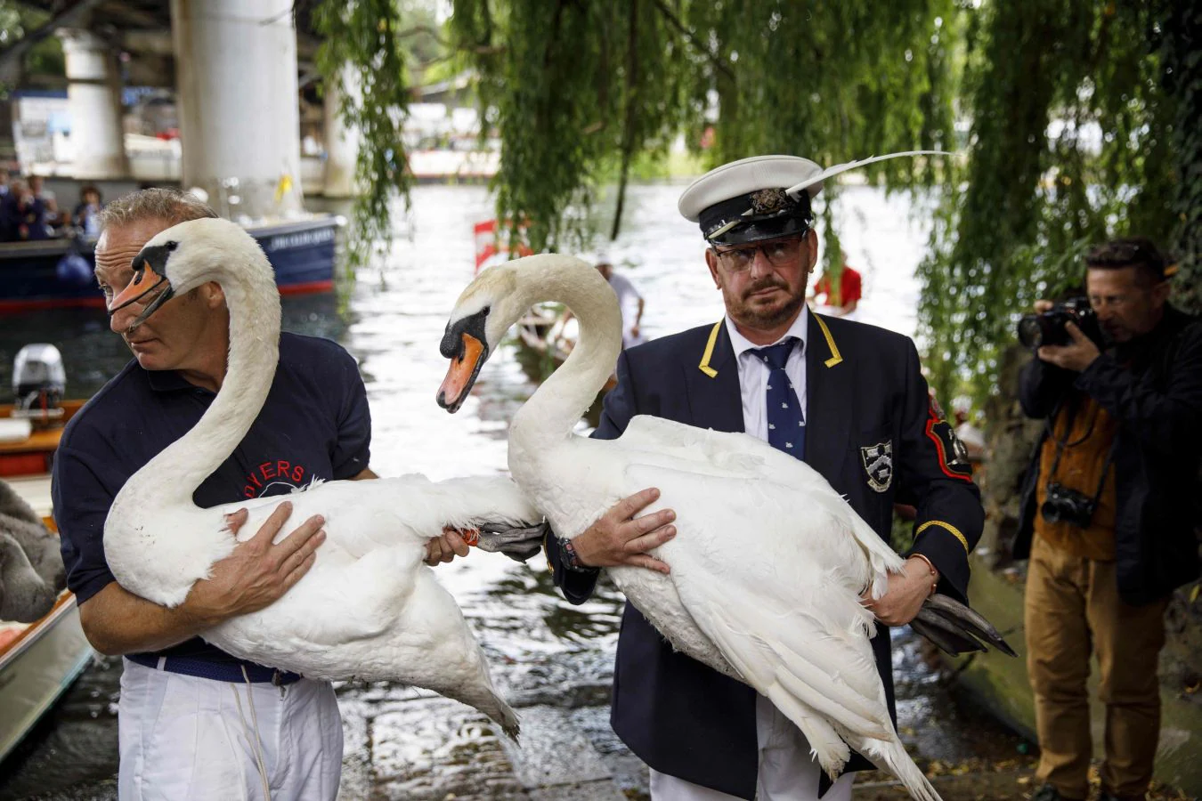 Fotos: Un cisne, dos cisnes, tres cisnes...