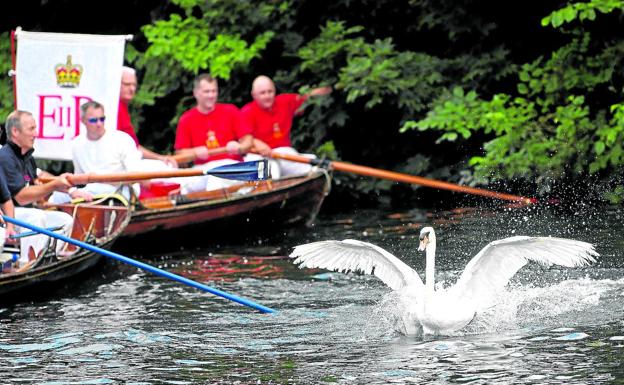 Atrapan a los cisnes para medirlos, pesarlos y anillarlos antes de devolverlos a la libertad.