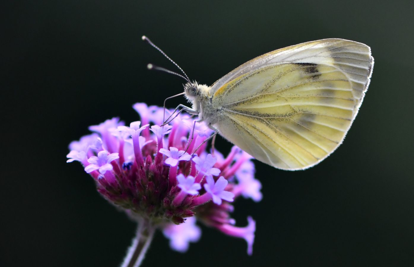 Fotos: La Naturaleza, de cerca