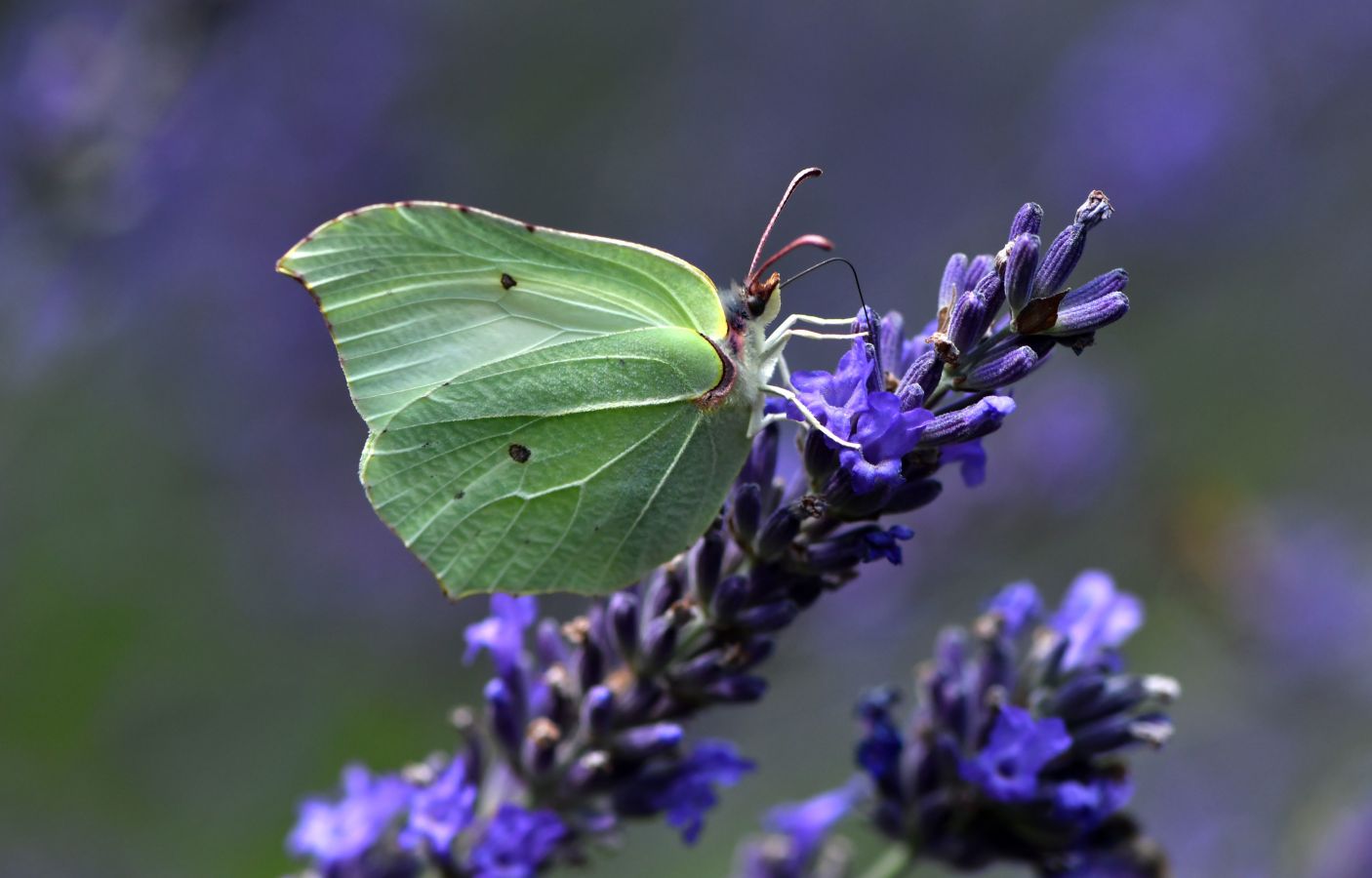 Fotos: La Naturaleza, de cerca