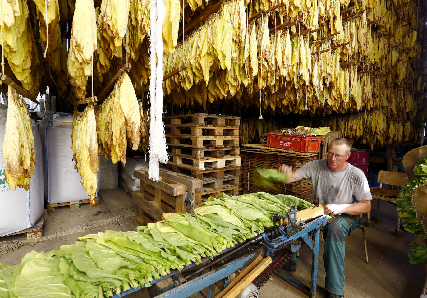 Fotos: Un no fumador con plantación de tabaco