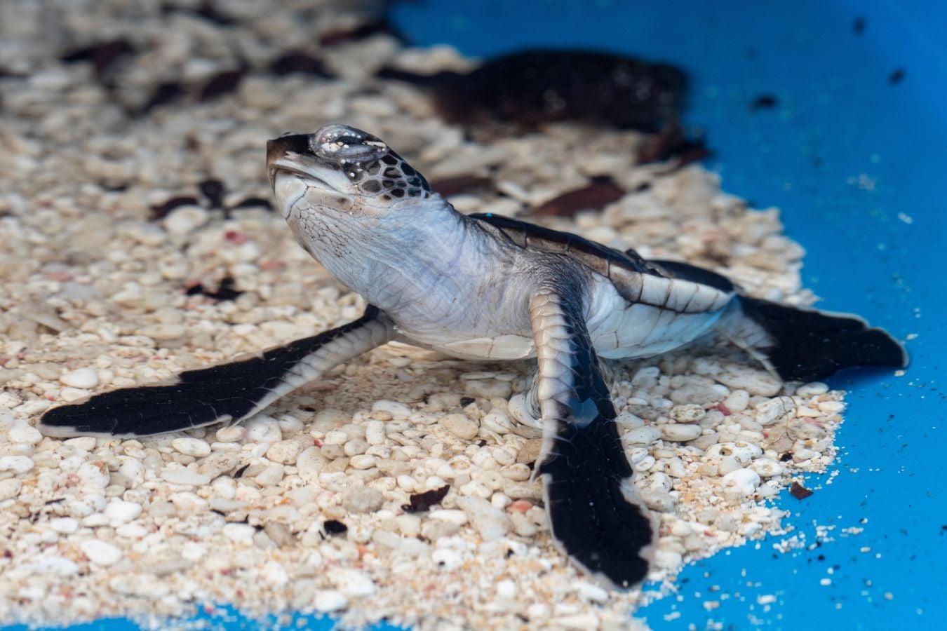 Fotos: Basura tropical