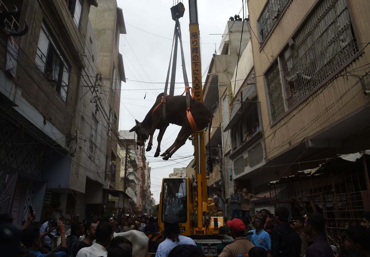 Fotos: Ganado &#039;volador&#039; en Karachi