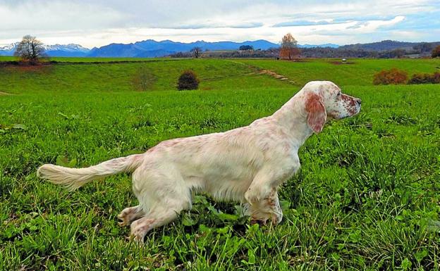 Los perros de caza están preparados para iniciar su labor.