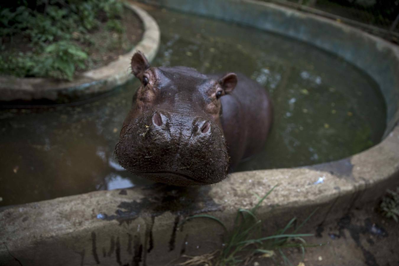Una cría de hipopótamo es alimentada en un zoológico de Nicaragua después de ser rescatada de un circo.