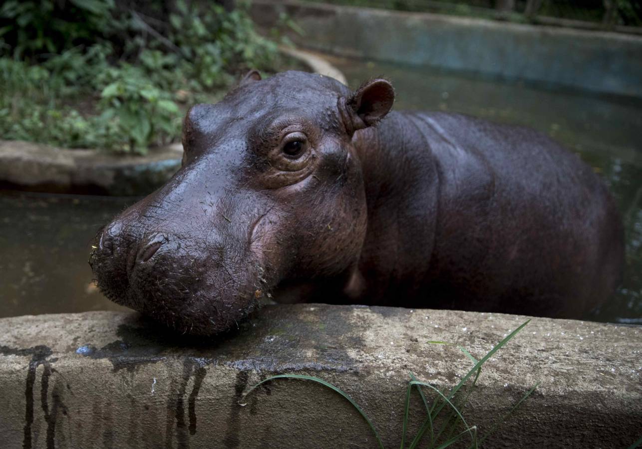Una cría de hipopótamo es alimentada en un zoológico de Nicaragua después de ser rescatada de un circo.