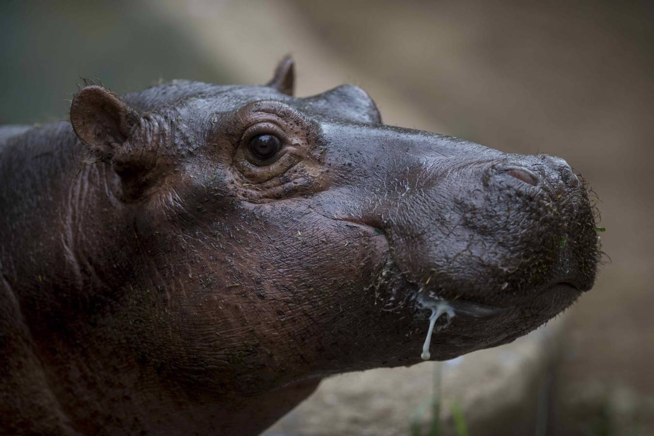 Una cría de hipopótamo es alimentada en un zoológico de Nicaragua después de ser rescatada de un circo.