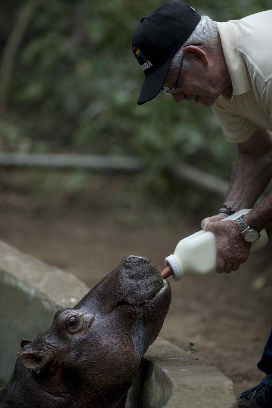 Una cría de hipopótamo es alimentada en un zoológico de Nicaragua después de ser rescatada de un circo.
