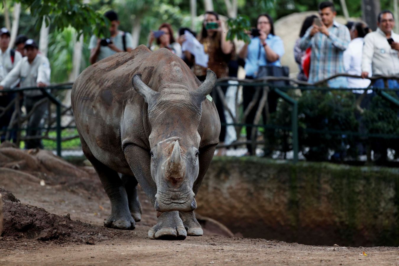 El zoológico La Aurora de Guatemala ha recibido dos ejemplares de inocerontes sudafricanos blancos con el objetivo de que durante los próximos años puedan reproducirse para preservar la especie. Los dos rinocerontes, Arturo -el macho de cuatro años- y la hembra de tres años que recibirá el nombre que gane en un concurso que el zoo lanzará en las redes sociales, comparten jaula con unos antílopes, con los que interactúan muy bien.