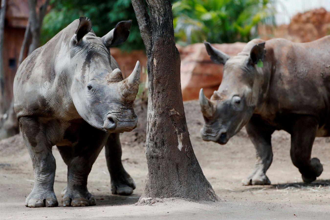 El zoológico La Aurora de Guatemala ha recibido dos ejemplares de inocerontes sudafricanos blancos con el objetivo de que durante los próximos años puedan reproducirse para preservar la especie. Los dos rinocerontes, Arturo -el macho de cuatro años- y la hembra de tres años que recibirá el nombre que gane en un concurso que el zoo lanzará en las redes sociales, comparten jaula con unos antílopes, con los que interactúan muy bien.